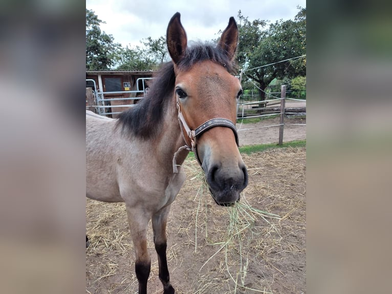 Cruzado Mix Giumenta 4 Anni 167 cm Falbo baio in Meerbusch