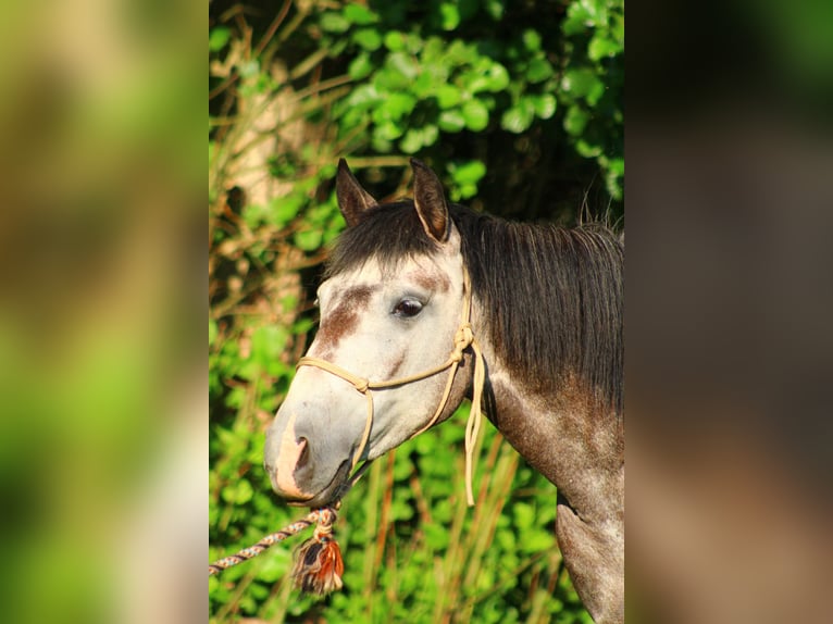 Cruzado Mix Giumenta 5 Anni 140 cm Leardo in Lahr