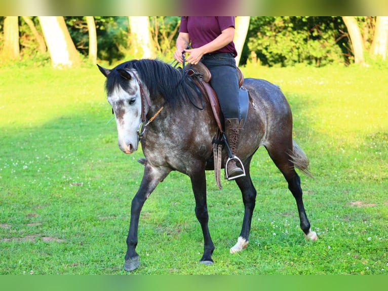 Cruzado Mix Giumenta 5 Anni 140 cm Leardo in Lahr