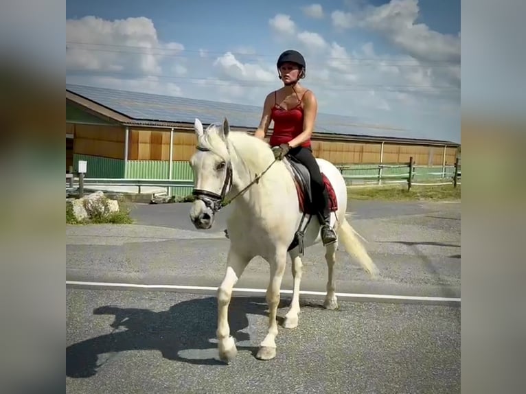 Cruzado Giumenta 5 Anni 150 cm Grigio in Neustadt (Wied)