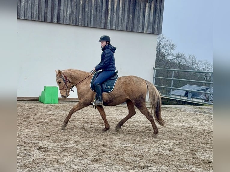Cruzado Giumenta 5 Anni 152 cm Dunalino in Daleiden