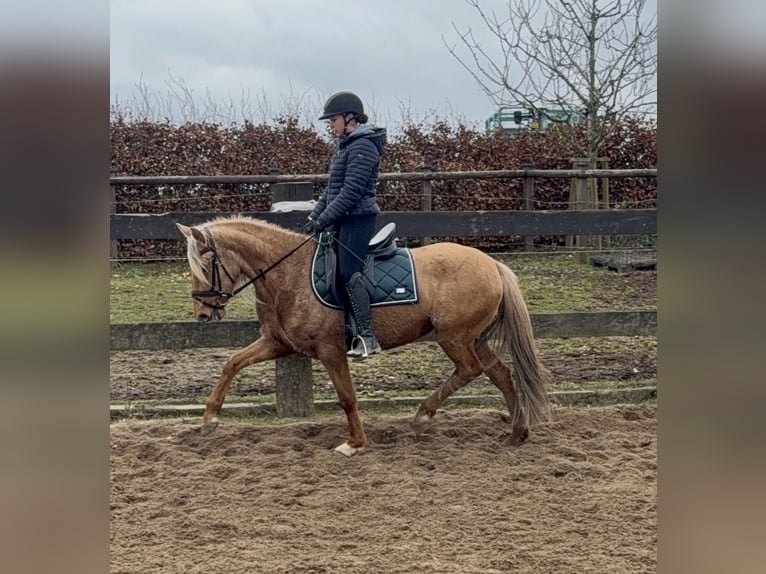 Cruzado Giumenta 5 Anni 152 cm Dunalino in Daleiden