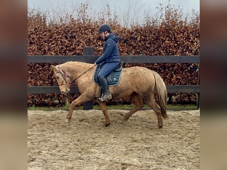 Cruzado Giumenta 5 Anni 152 cm Dunalino in Daleiden