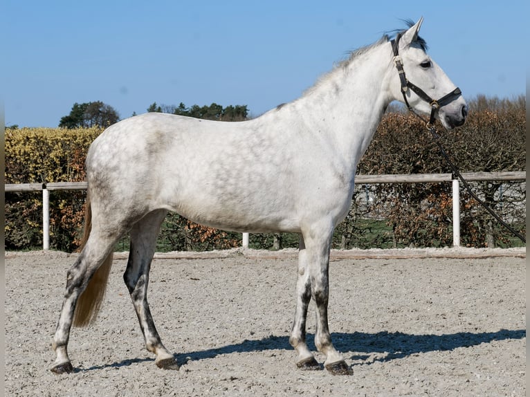 Cruzado Giumenta 5 Anni 155 cm  in Neustadt (Wied)