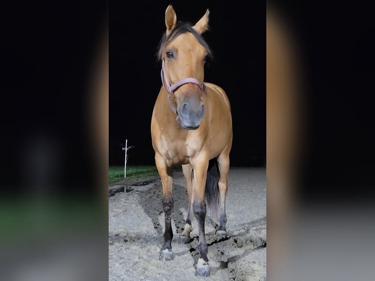 Cruzado Giumenta 5 Anni 155 cm Falbo in Gams