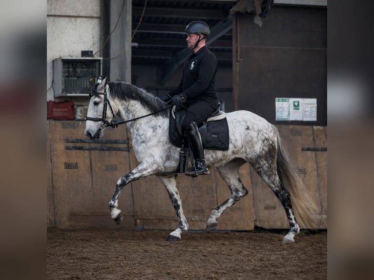 Cruzado Giumenta 5 Anni 155 cm Grigio in Neustadt (Wied)