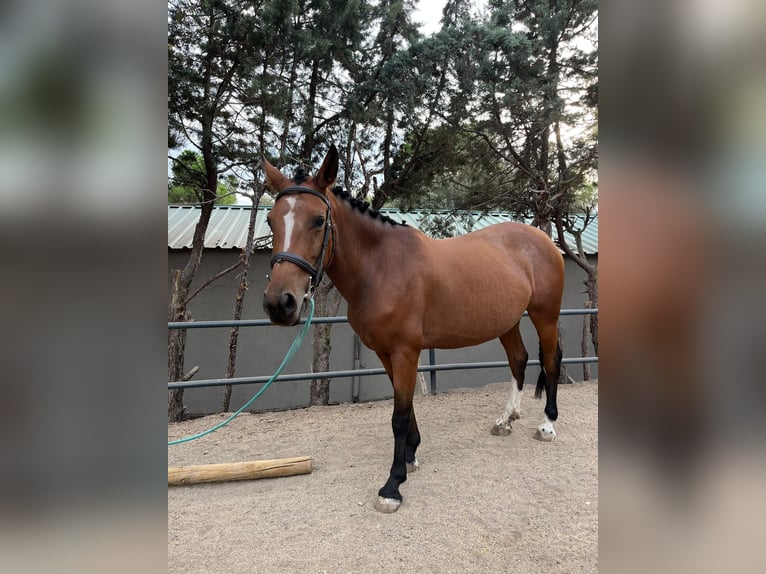 Cruzado Giumenta 5 Anni 156 cm Baio ciliegia in Brunete