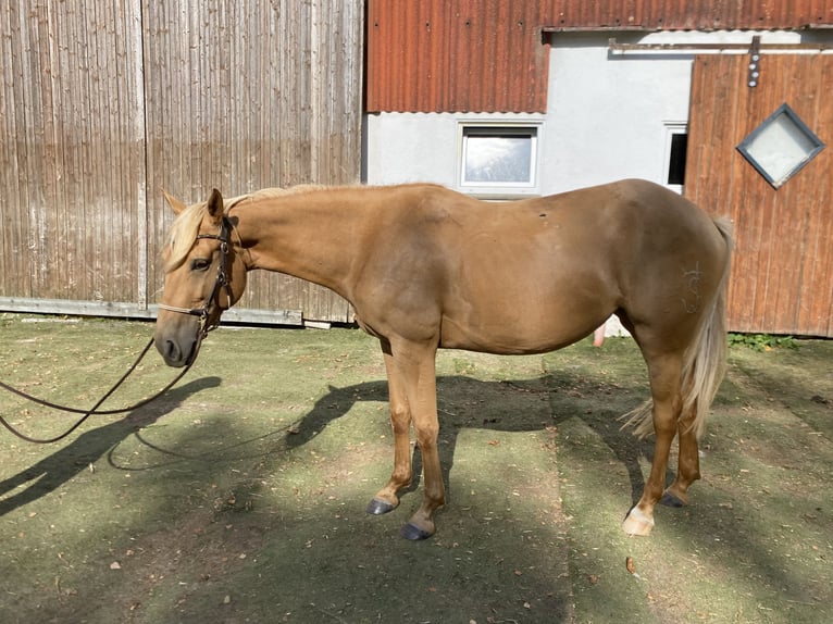 Cruzado Giumenta 5 Anni 158 cm Pearl in Immenhausen