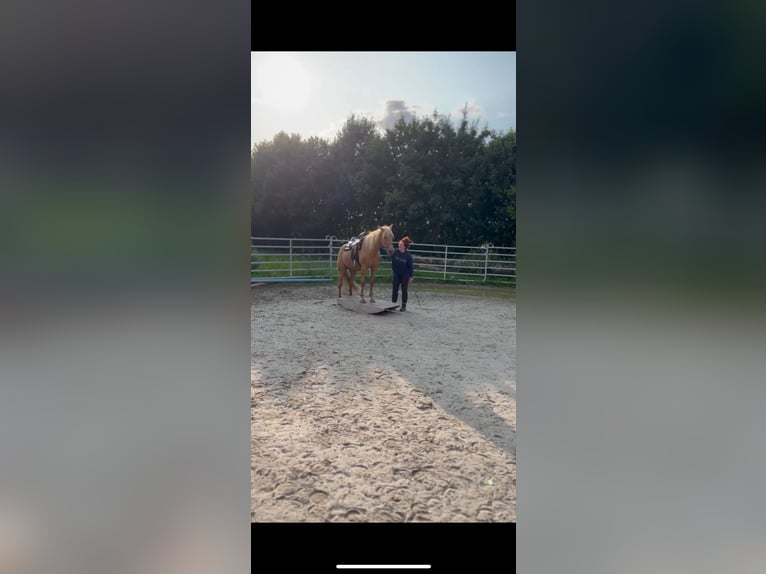 Cruzado Giumenta 5 Anni 158 cm Pearl in Immenhausen