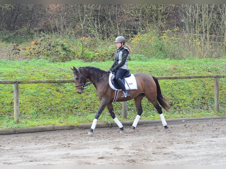 Cruzado Giumenta 5 Anni 160 cm Baio in Wellheim