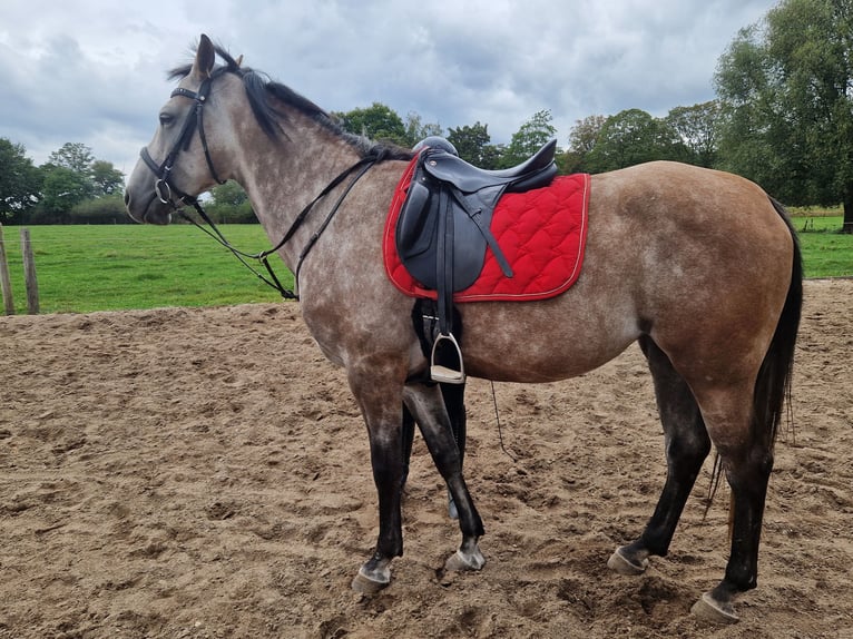 Cruzado Giumenta 5 Anni 160 cm Grigio in Wachtendonk