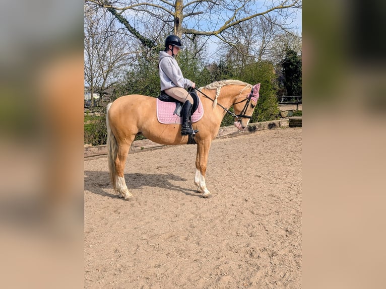Cruzado Giumenta 5 Anni 160 cm Palomino in Rommerskirchen