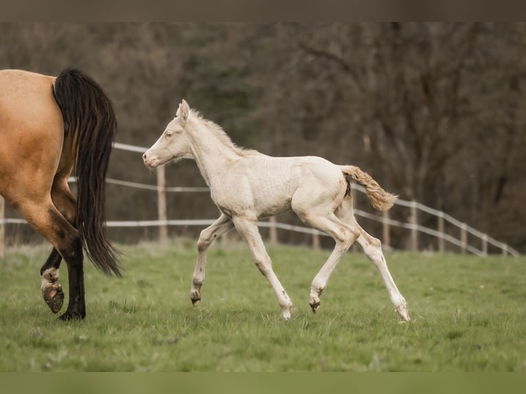 Cruzado Giumenta 5 Anni 160 cm Pelle di daino in Windhagen