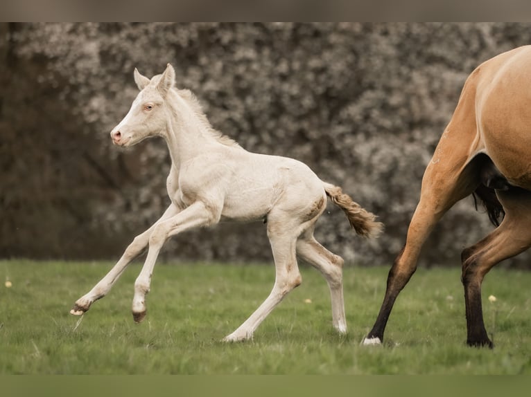 Cruzado Giumenta 5 Anni 160 cm Pelle di daino in Windhagen