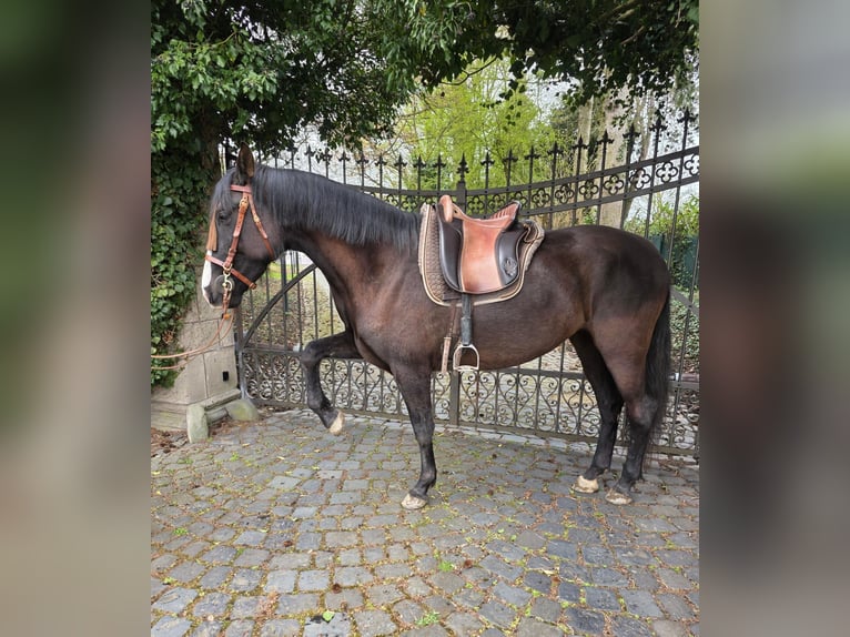 Cruzado Giumenta 5 Anni 161 cm Morello in Linkenbach