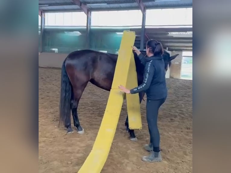 Cruzado Giumenta 5 Anni 161 cm Morello in Linkenbach