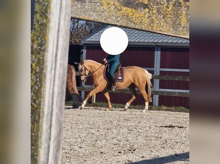 Cruzado Giumenta 5 Anni 161 cm Palomino in Hürtgenwald
