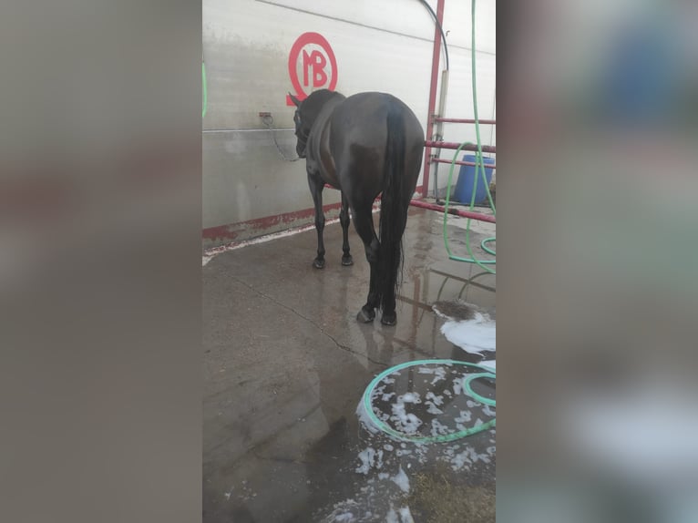 Cruzado Giumenta 5 Anni Baio roano in Villaverde Del Rio