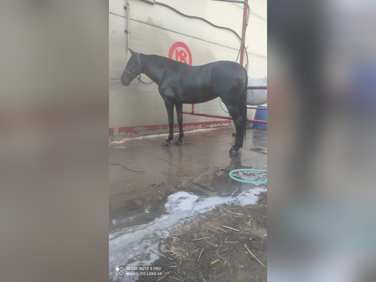 Cruzado Giumenta 5 Anni Baio roano in Villaverde Del Rio