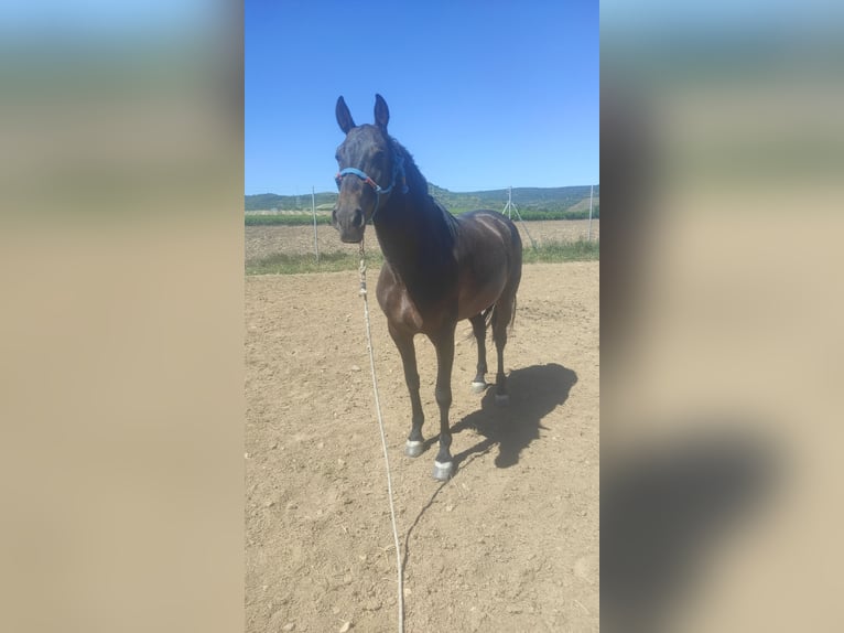 Cruzado Giumenta 5 Anni Baio roano in Villaverde Del Rio