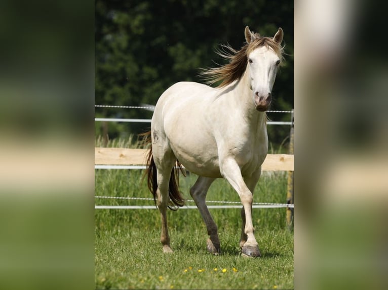Cruzado Giumenta 6 Anni 147 cm Champagne in Rödinghausen