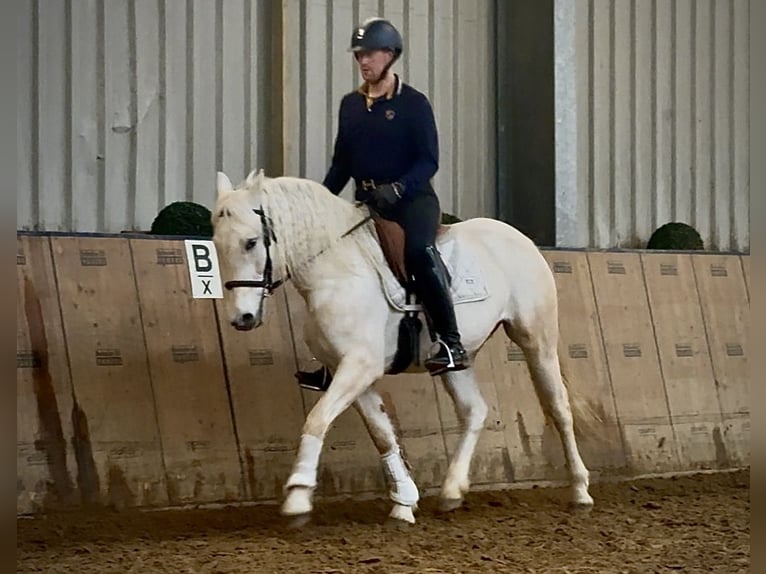 Cruzado Giumenta 6 Anni 150 cm Grigio in Neustadt (Wied)