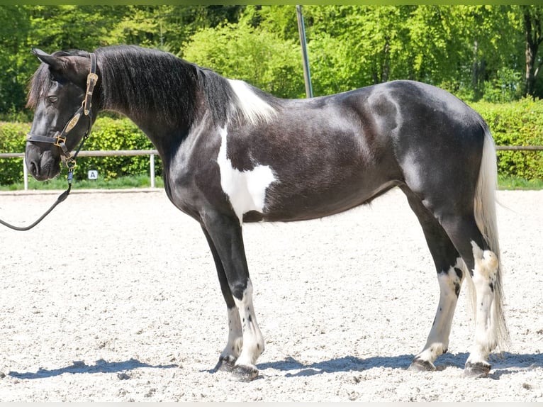 Cruzado Giumenta 6 Anni 150 cm Pezzato in Neustadt (Wied)