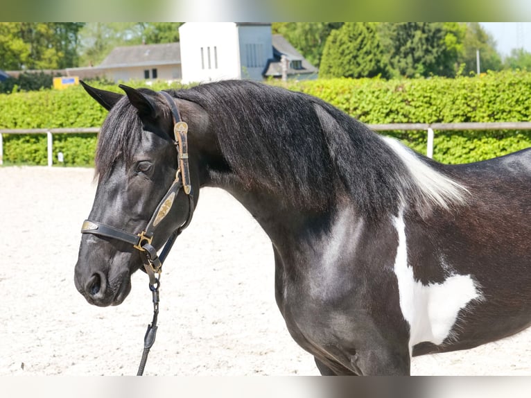 Cruzado Giumenta 6 Anni 150 cm Pezzato in Neustadt (Wied)