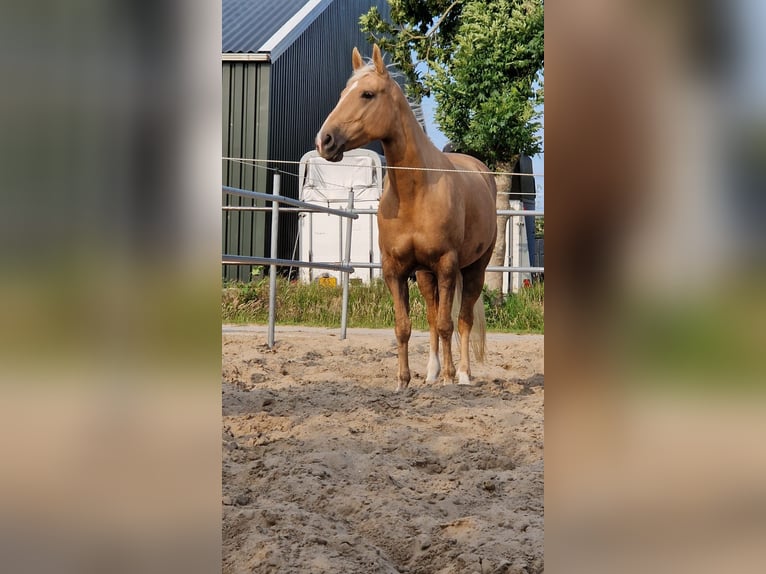 Cruzado Giumenta 6 Anni 151 cm Palomino in Schipluiden
