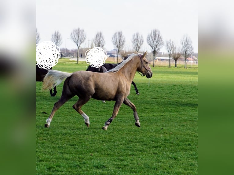 Cruzado Giumenta 6 Anni 151 cm Palomino in Schipluiden