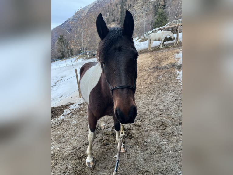Cruzado Giumenta 7 Anni 144 cm Pezzato in Randa