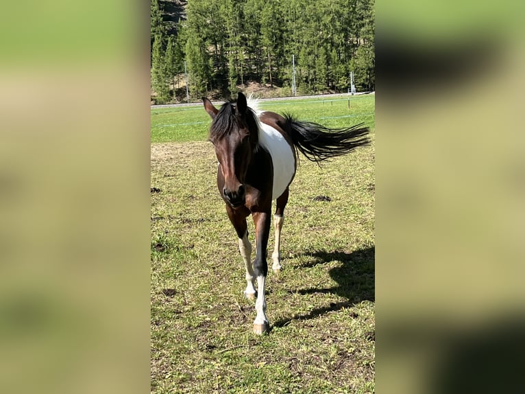 Cruzado Giumenta 7 Anni 144 cm Pezzato in Randa