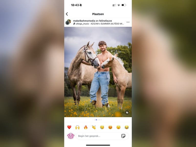 Cruzado Mix Giumenta 7 Anni 155 cm  in Boekel