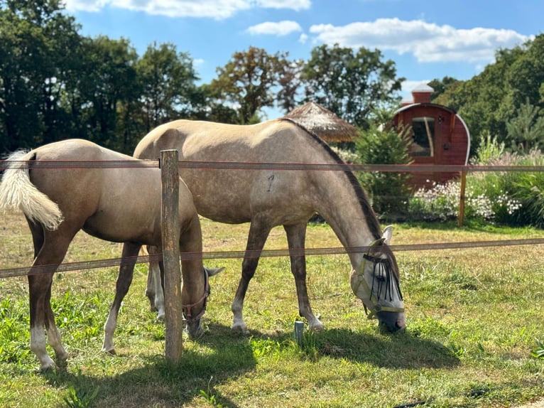 Cruzado Mix Giumenta 7 Anni 155 cm  in Boekel