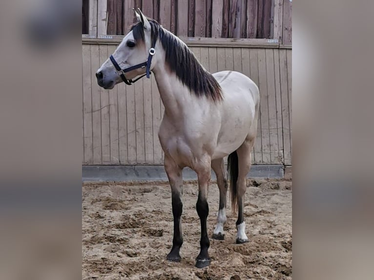 Cruzado Giumenta 7 Anni 155 cm Falbo in Bad Berleburg