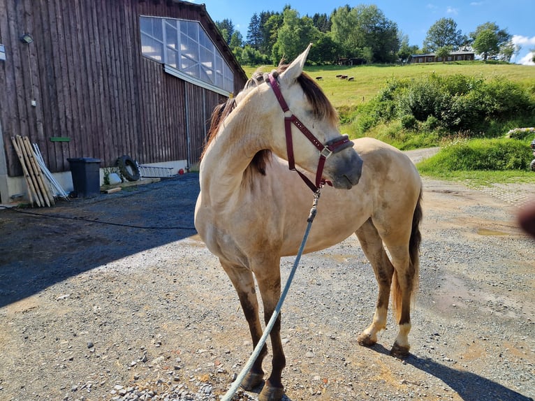 Cruzado Giumenta 7 Anni 155 cm Falbo in Bad Berleburg