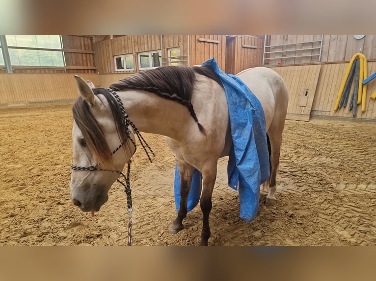 Cruzado Giumenta 7 Anni 155 cm Falbo in Bad Berleburg
