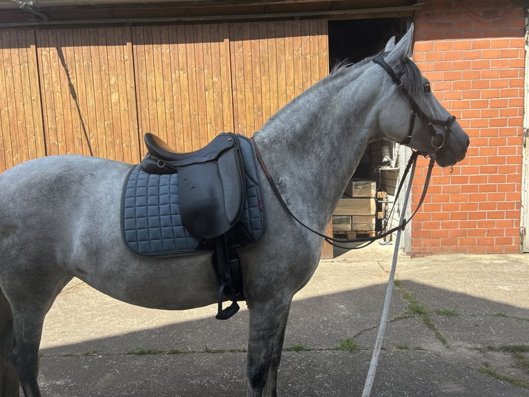 Cruzado Giumenta 7 Anni 155 cm Grigio in Ahaus Cruzado Giumenta 7 Anni 155 cm Grigio in Ahaus