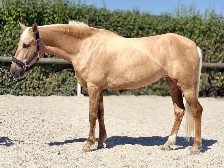 Cruzado Giumenta 7 Anni 155 cm Palomino in Neustadt (Wied)