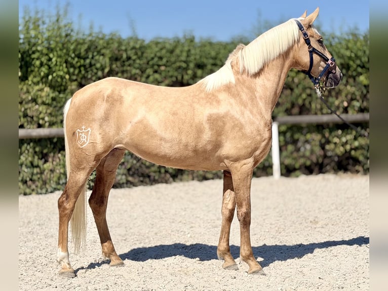 Cruzado Giumenta 7 Anni 155 cm Palomino in Neustadt (Wied)