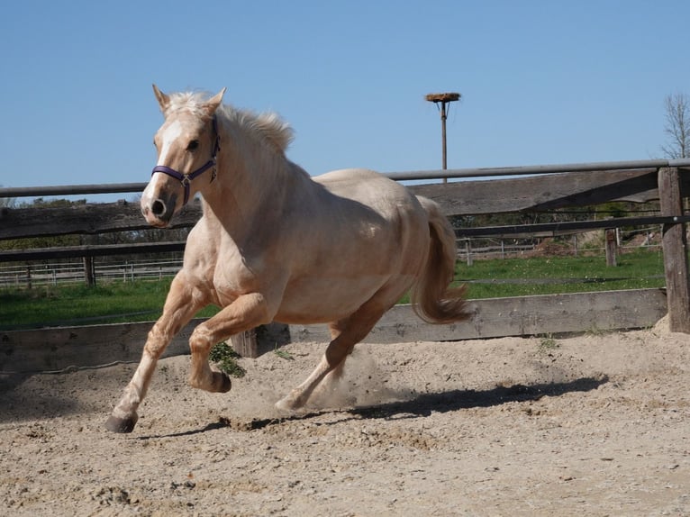 Cruzado Mix Giumenta 7 Anni 156 cm Pearl in Rodgau