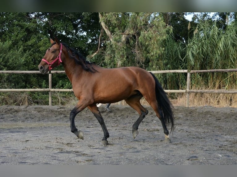 Cruzado Mix Giumenta 7 Anni 160 cm Baio scuro in Algeciras