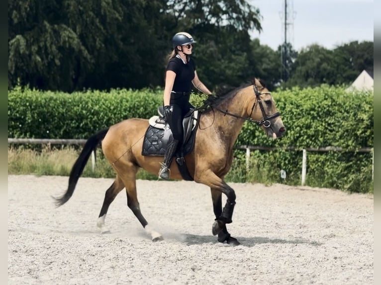 Cruzado Giumenta 7 Anni 160 cm Falbo in Neustadt (Wied)