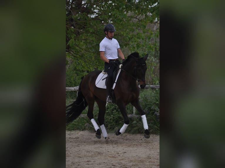 Cruzado Mix Giumenta 7 Anni 169 cm Baio scuro in Sabadell