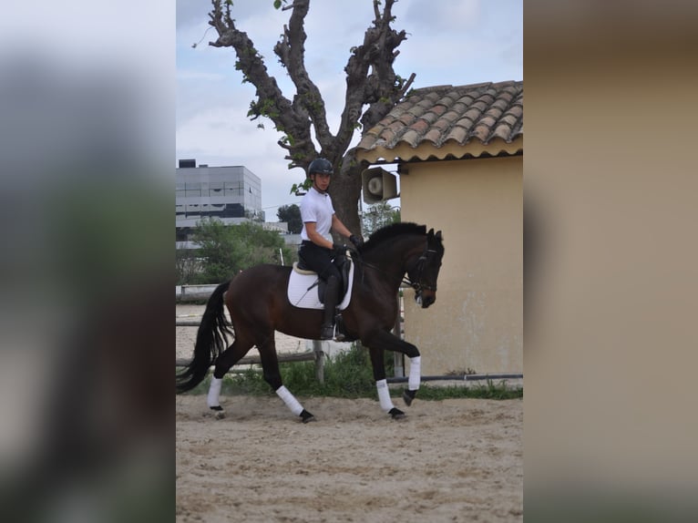Cruzado Mix Giumenta 7 Anni 169 cm Baio scuro in Sabadell