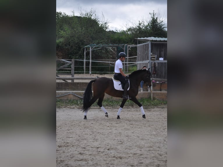 Cruzado Mix Giumenta 7 Anni 169 cm Baio scuro in Sabadell