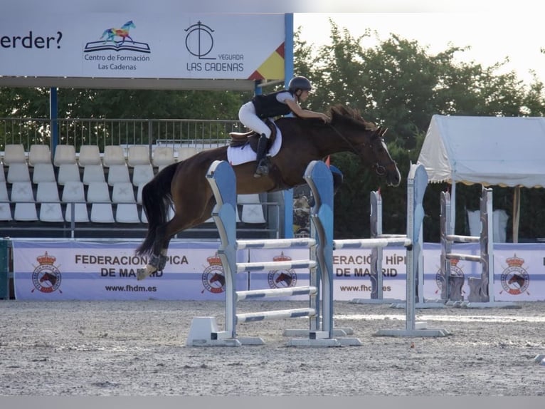 Cruzado Mix Giumenta 7 Anni 180 cm Grigio in Guadalajara