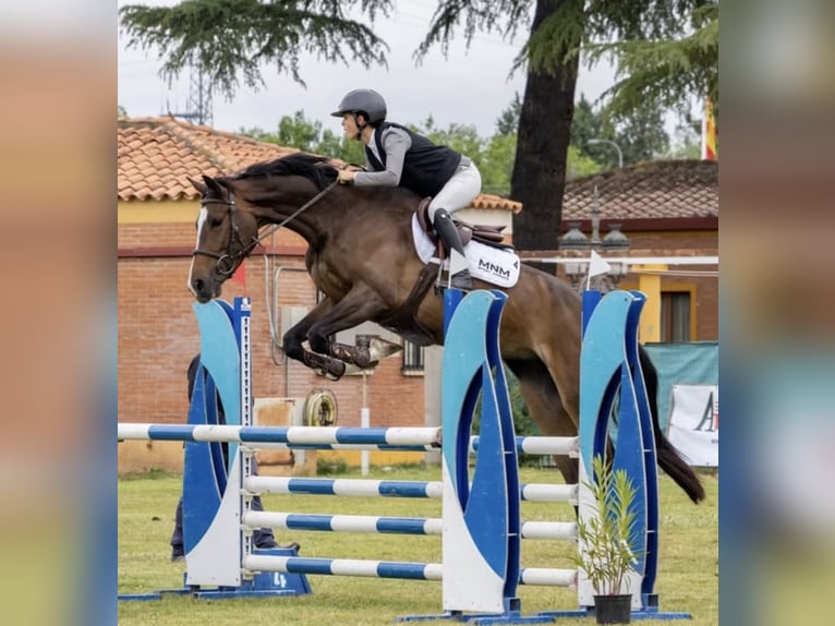 Cruzado Mix Giumenta 7 Anni 180 cm Grigio in Guadalajara