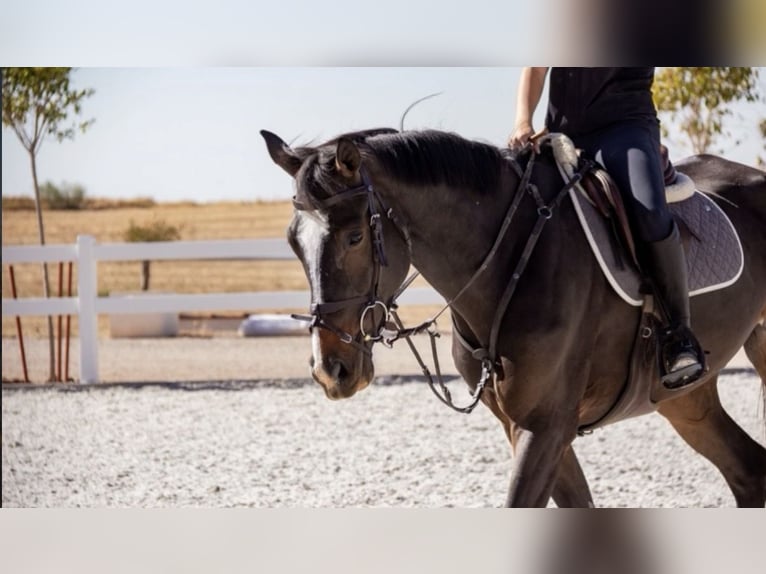 Cruzado Mix Giumenta 7 Anni 180 cm Grigio in Guadalajara
