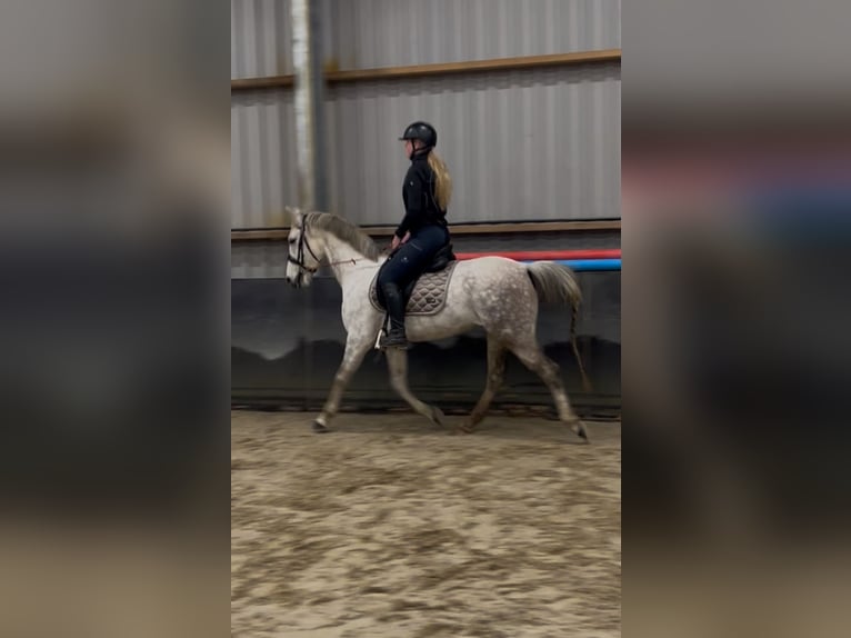 Cruzado Mix Giumenta 8 Anni 153 cm Grigio pezzato in Rossum